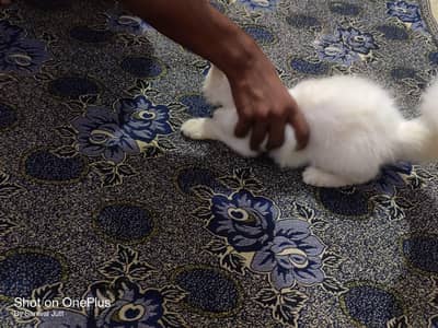 Persian Cats | Male/Female | Available for Sale