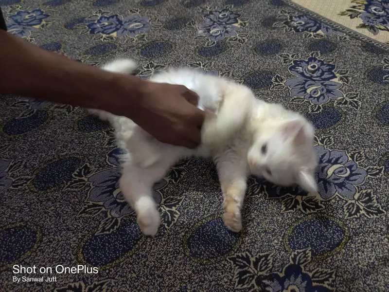 Persian Cats | Male/Female | Available for Sale — photo 2