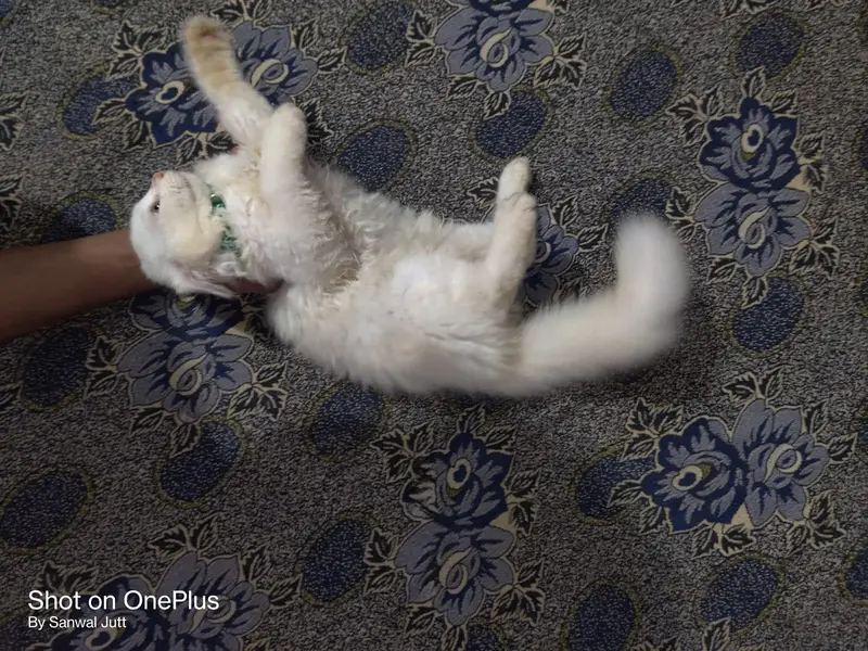 Persian Cats | Male/Female | Available for Sale — photo 3