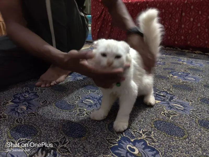 Persian Cats | Male/Female | Available for Sale — photo 4