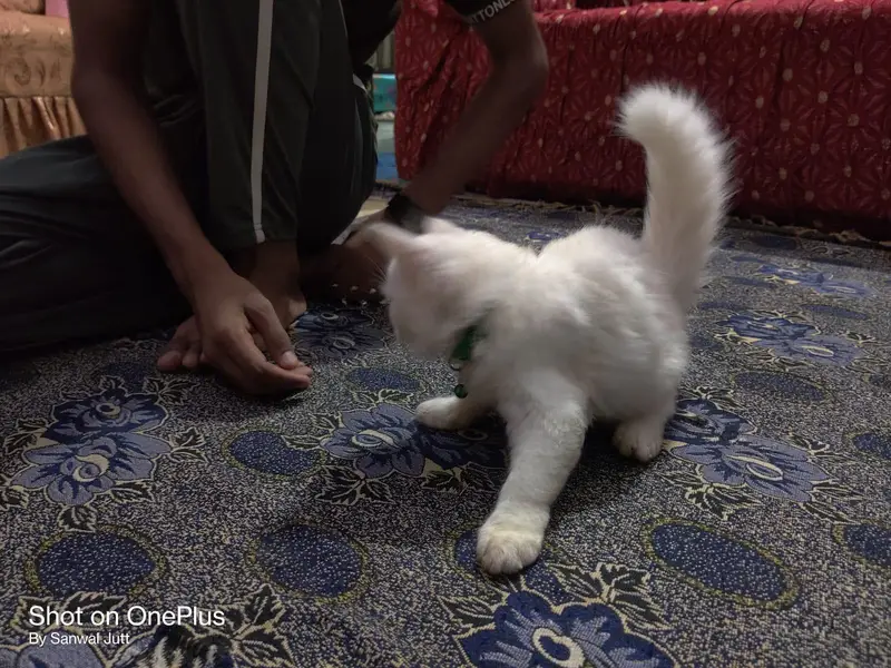 Persian Cats | Male/Female | Available for Sale — photo 5