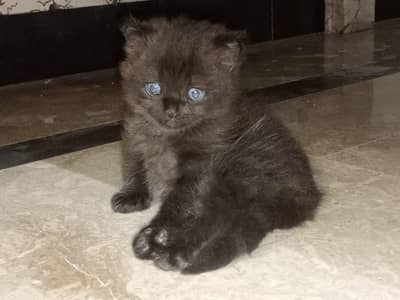 Persian cats