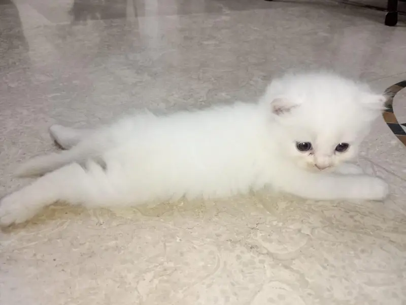 Persian cats — photo 2