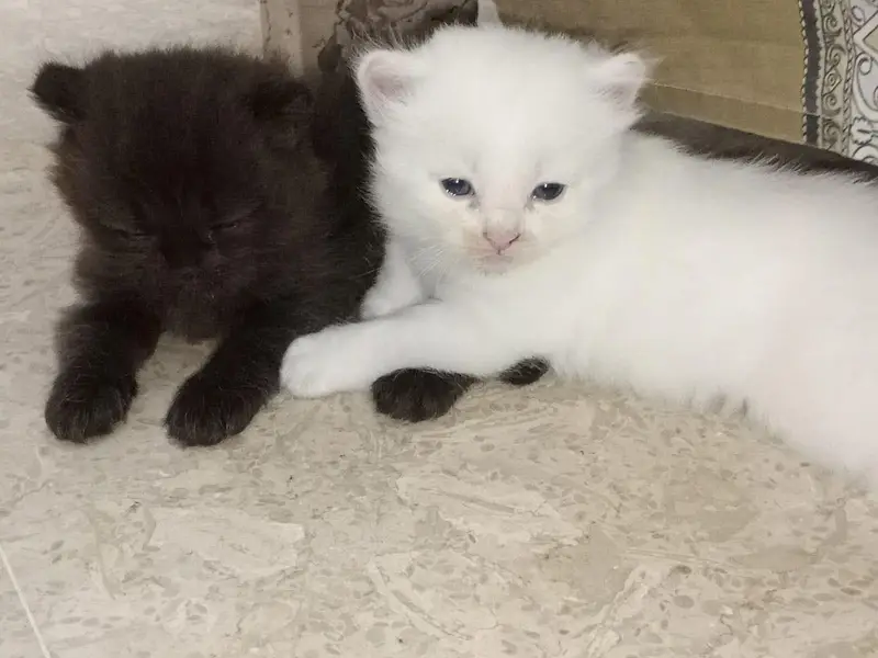 Persian cats — photo 3