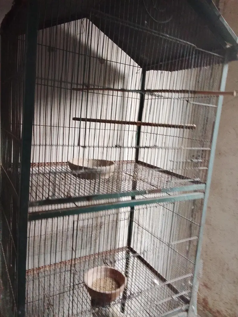 selling cage and bajri birds with baby and egg — photo 2