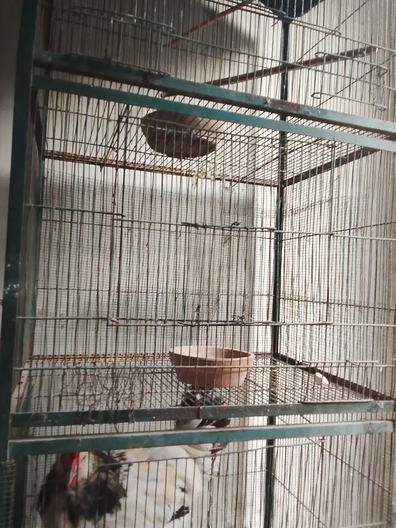 selling cage and bajri birds with baby and egg — photo 3