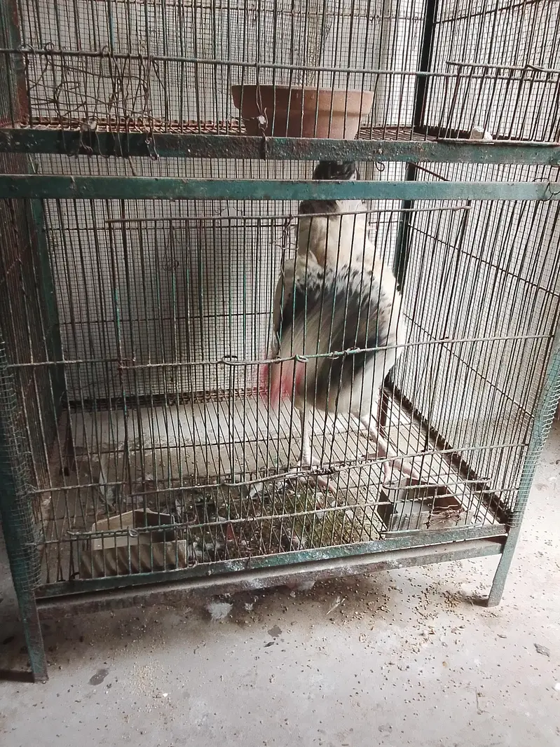 selling cage and bajri birds with baby and egg — photo 4