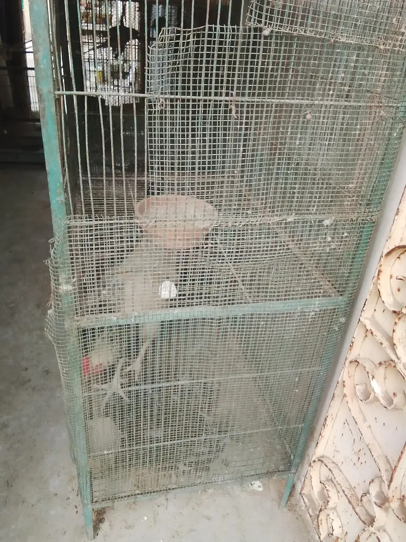 selling cage and bajri birds with baby and egg — photo 5