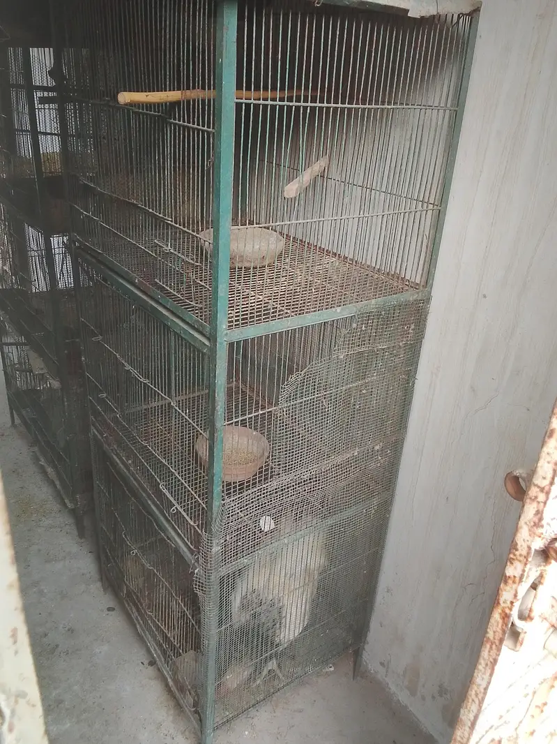 selling cage and bajri birds with baby and egg — photo 6