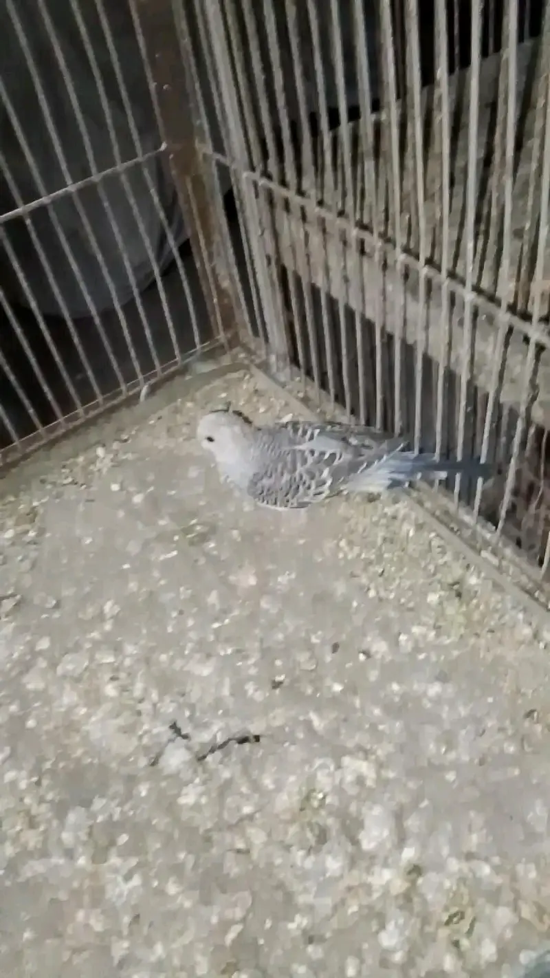 selling cage and bajri birds with baby and egg — photo 7