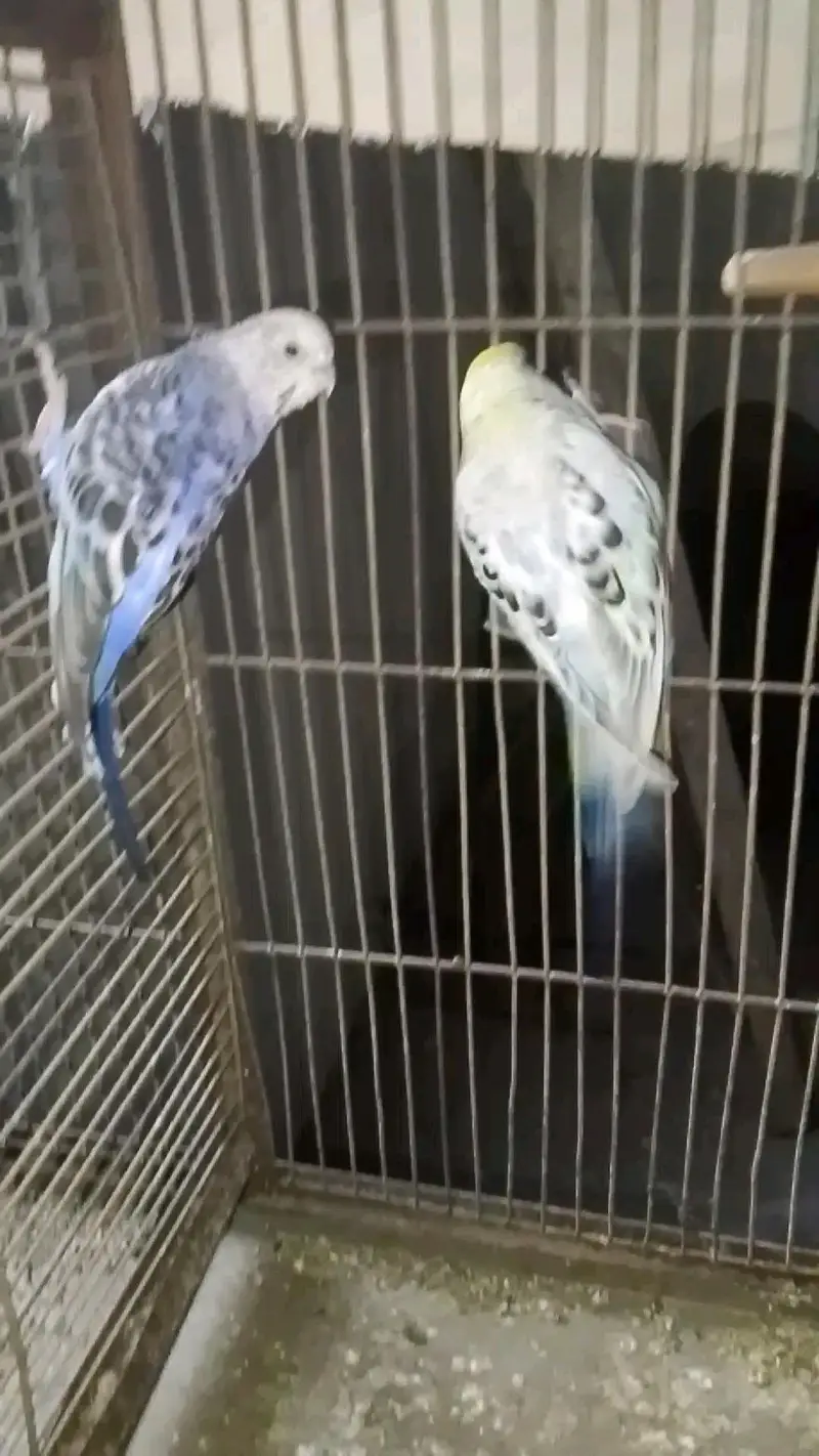 selling cage and bajri birds with baby and egg — photo 9