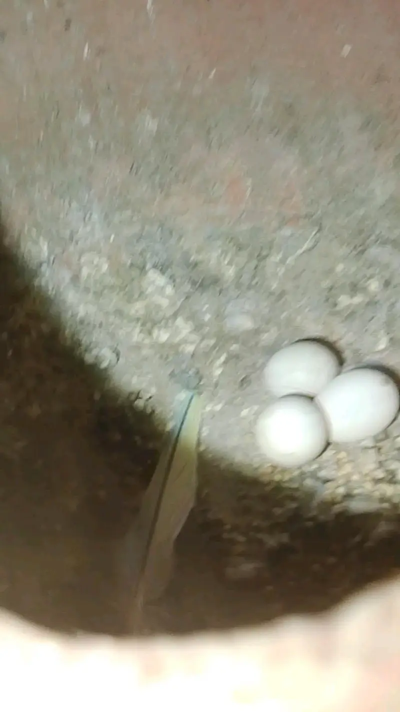 selling cage and bajri birds with baby and egg — photo 10