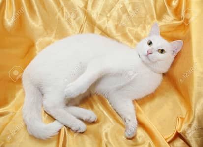 One beautiful cat Golden eyes