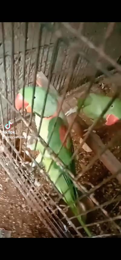 raw pair for sale. whith cage box.