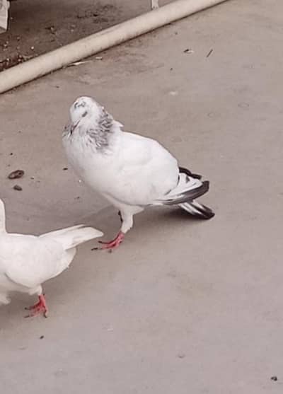 Pigeons