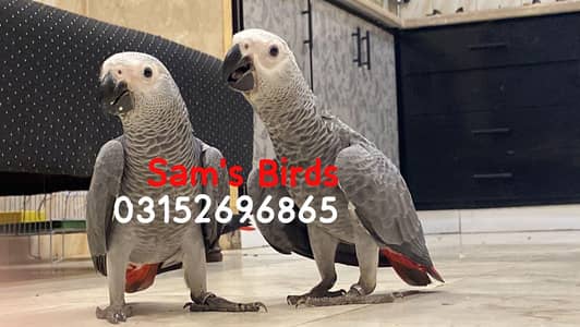 Grey Parrot