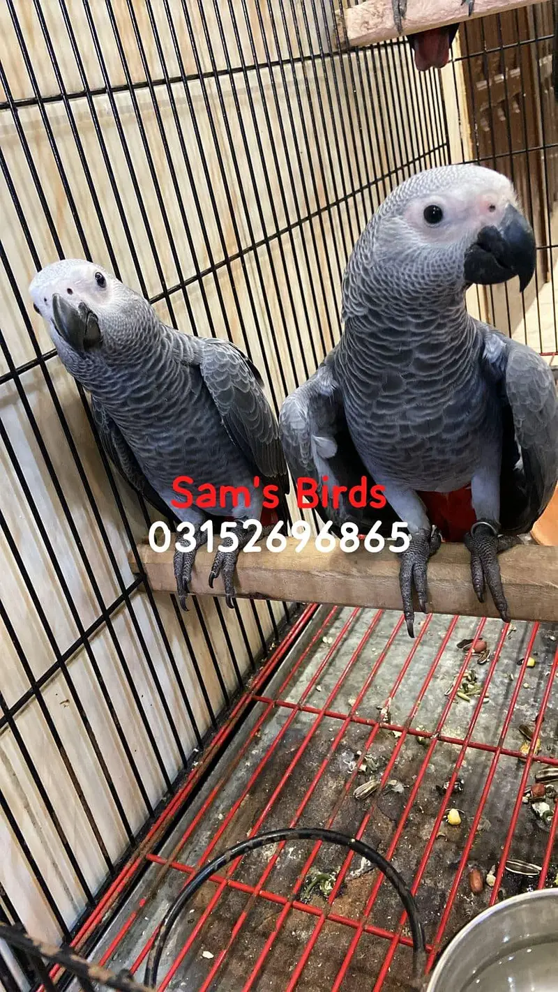 Grey Parrot — photo 2