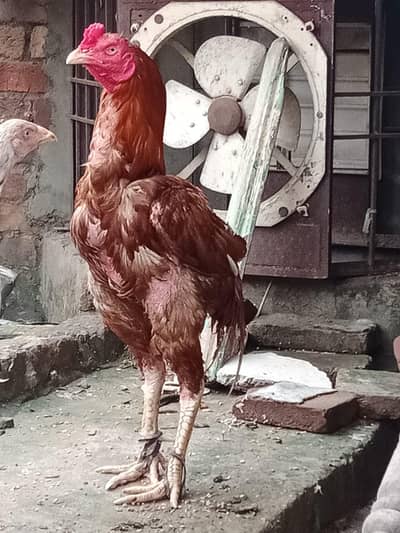 Sindhi aseel murga lambi height wala 0 3 2 3 4 1 5 2 4 1 1