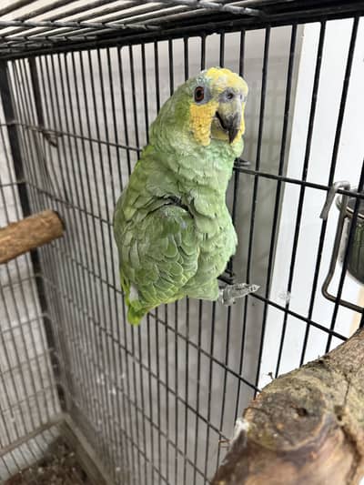 Amazon Parrot Female