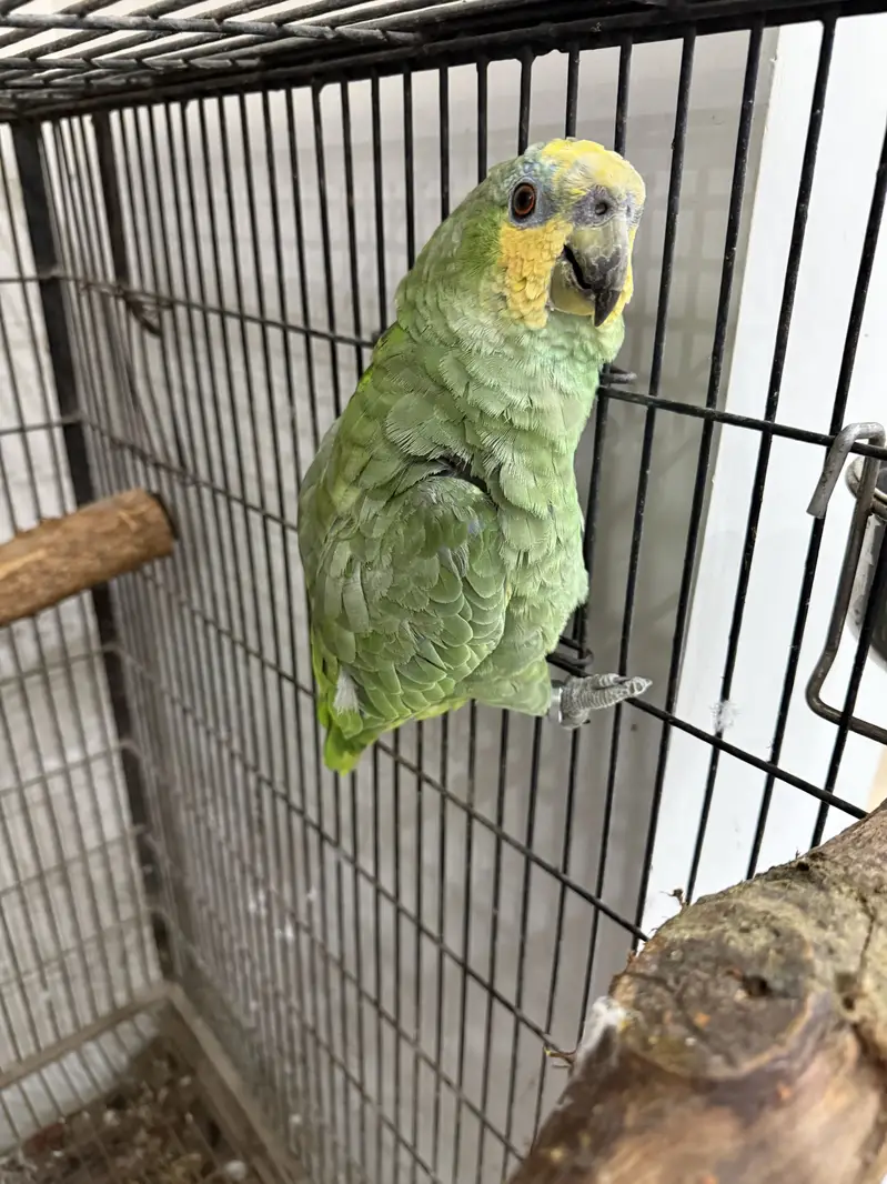 Amazon Parrot Female — photo 2