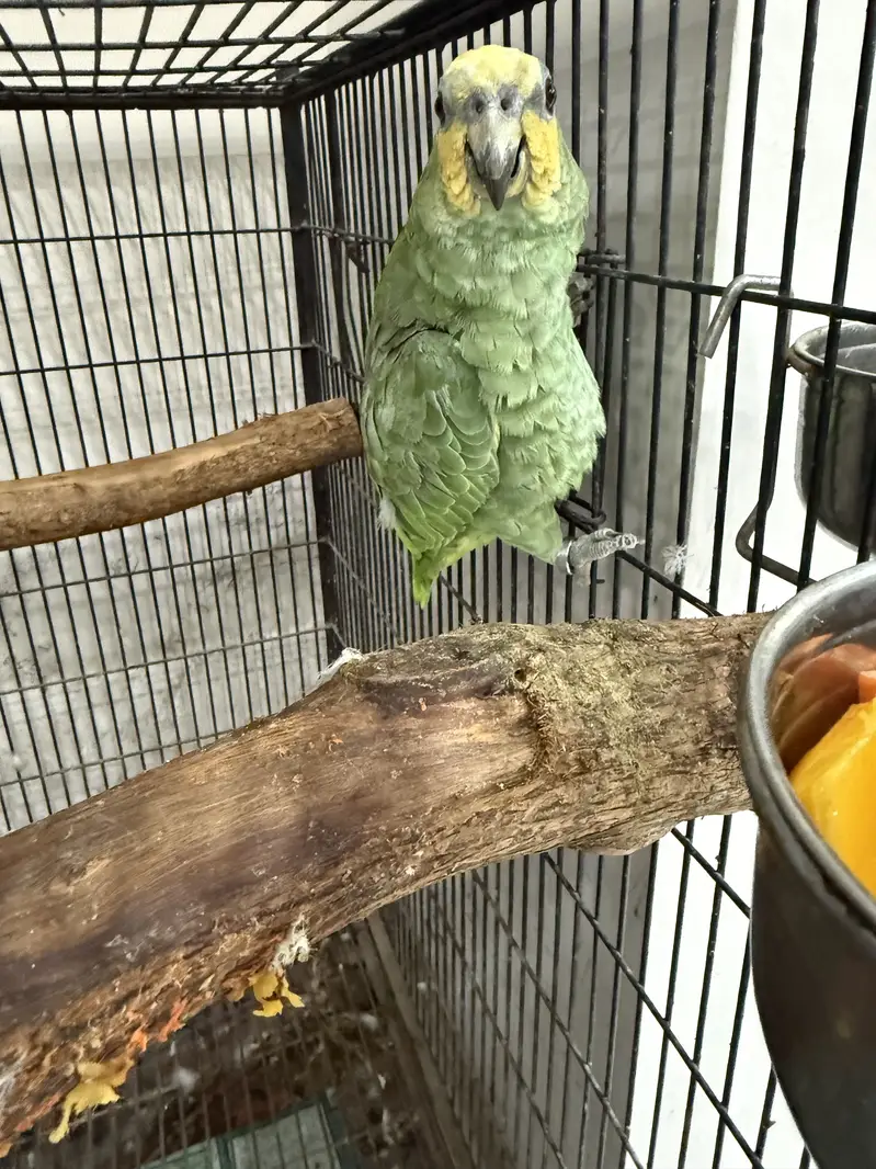 Amazon Parrot Female — photo 3