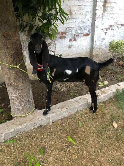 Bakri  for sale