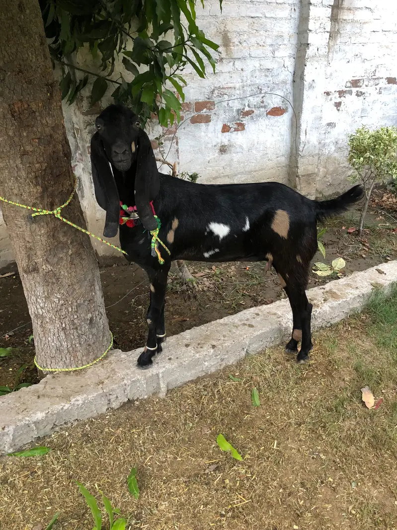 Bakri  for sale
