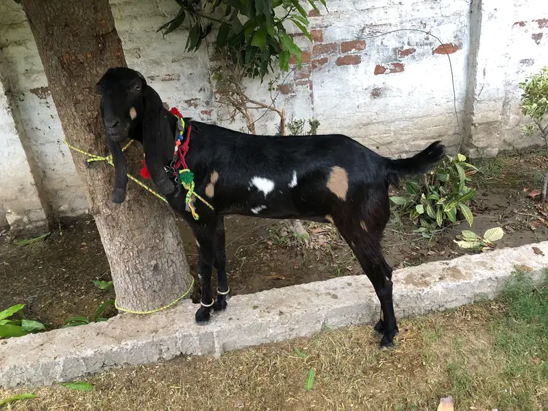 Bakri  for sale — photo 3