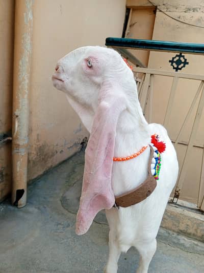 Pure white gulabi Rajanpuri male for sale , Rajanpuri bakra,goat