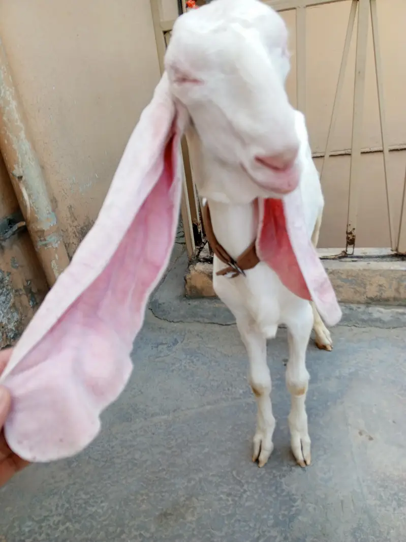 Pure white gulabi Rajanpuri male for sale , Rajanpuri bakra,goat — photo 2