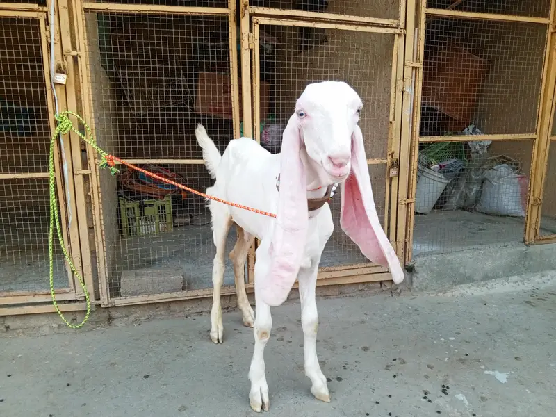 Pure white gulabi Rajanpuri male for sale , Rajanpuri bakra,goat — photo 3