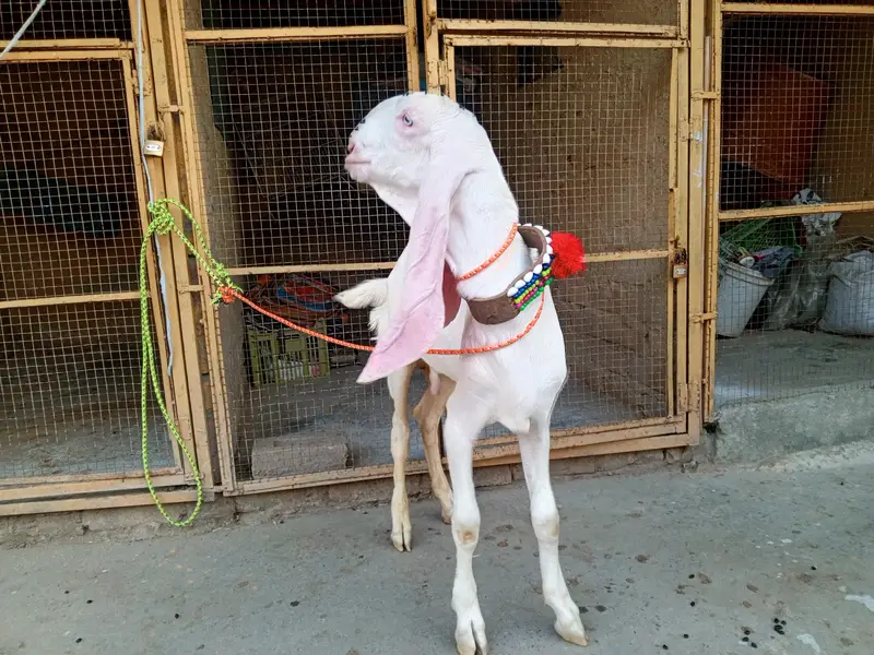 Pure white gulabi Rajanpuri male for sale , Rajanpuri bakra,goat — photo 4