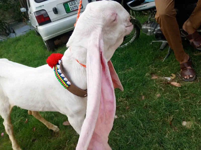 Pure white gulabi Rajanpuri male for sale , Rajanpuri bakra,goat — photo 5