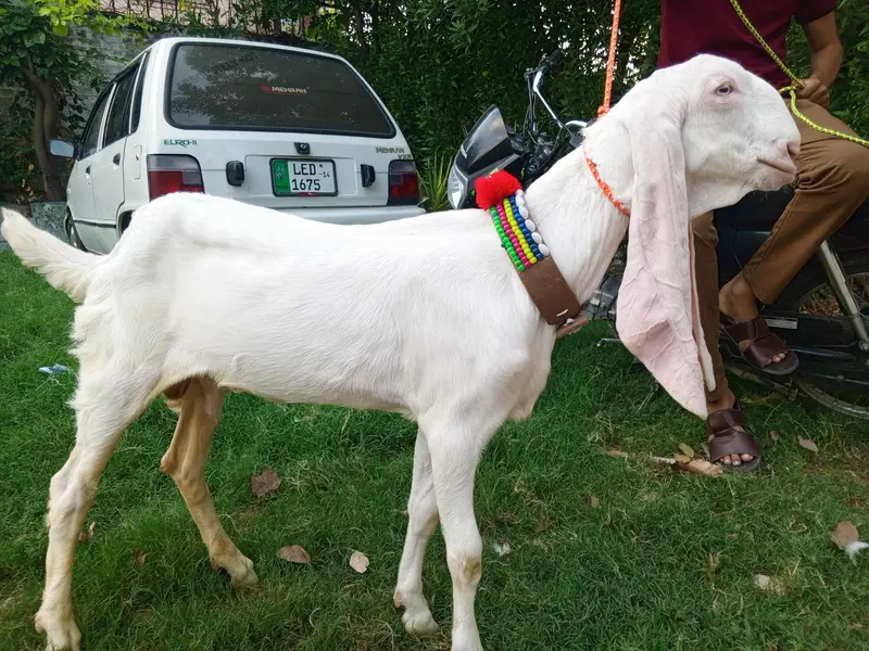 Pure white gulabi Rajanpuri male for sale , Rajanpuri bakra,goat — photo 6