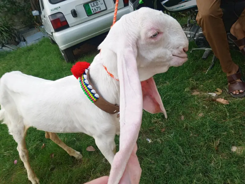 Pure white gulabi Rajanpuri male for sale , Rajanpuri bakra,goat — photo 7