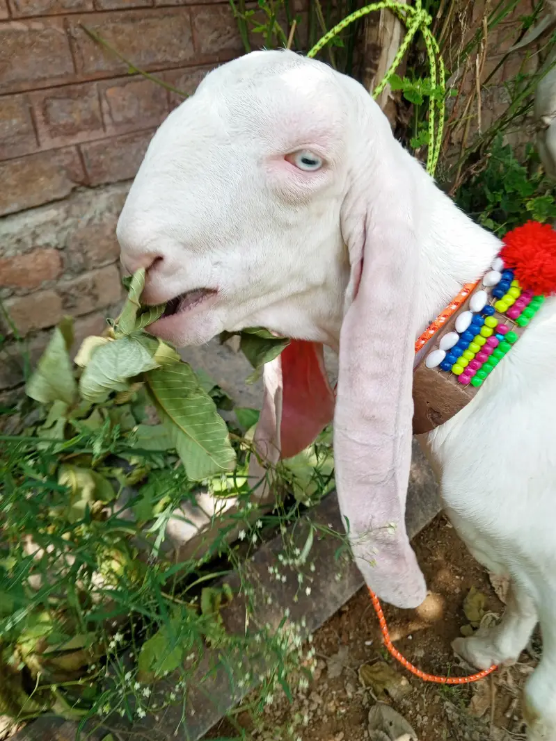 Pure white gulabi Rajanpuri male for sale , Rajanpuri bakra,goat — photo 8