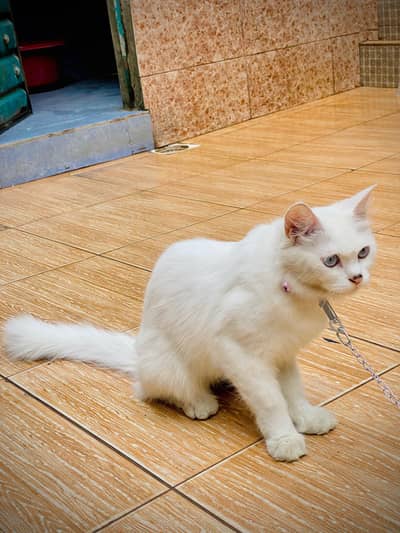 Persian cat for sale