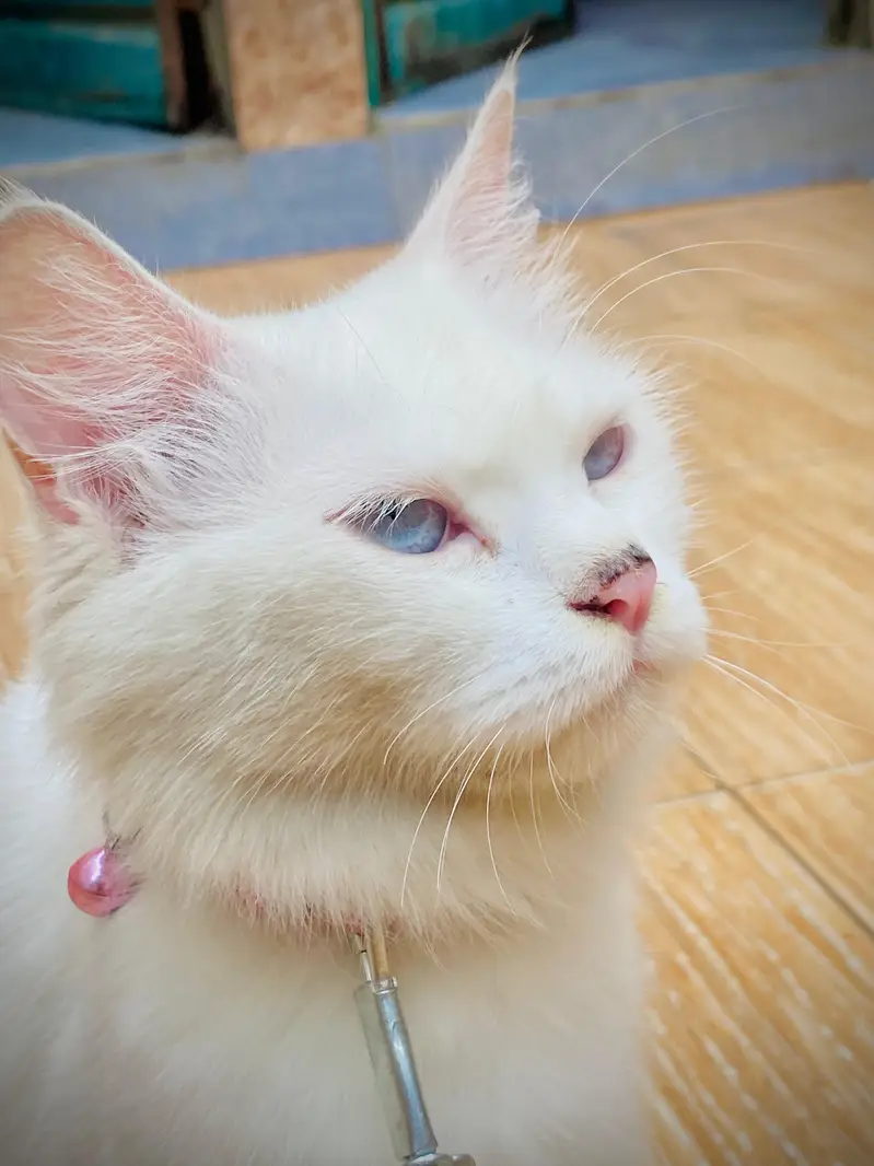 Persian cat for sale — photo 2