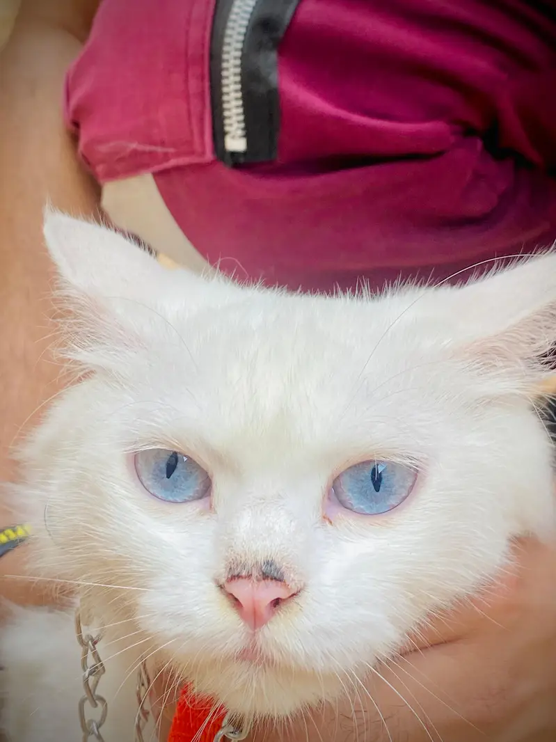 Persian cat for sale — photo 4