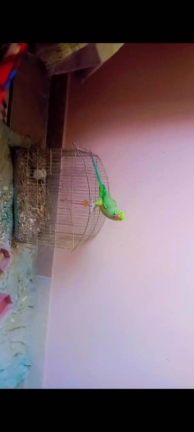 Ring neck porrot yeing pair