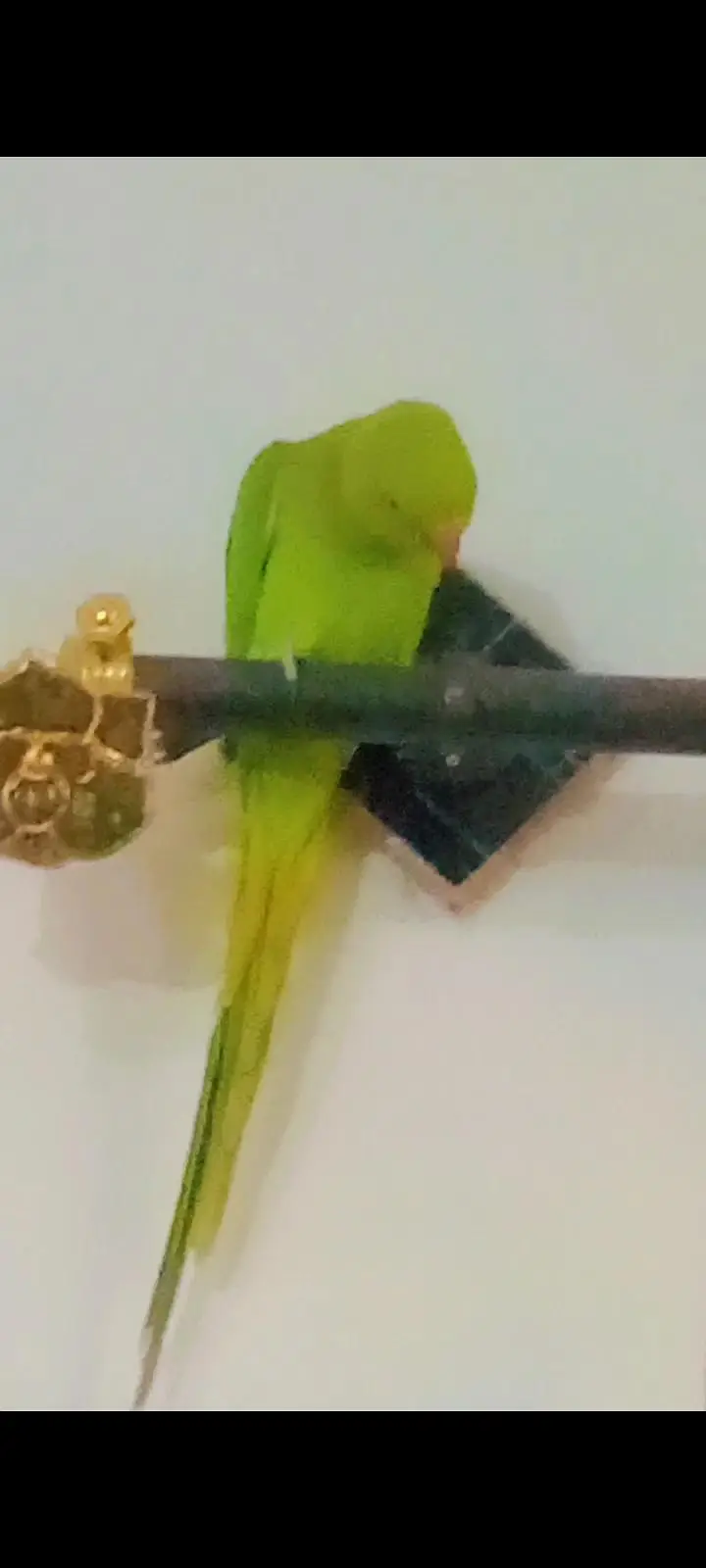 Ring neck porrot yeing pair — photo 7