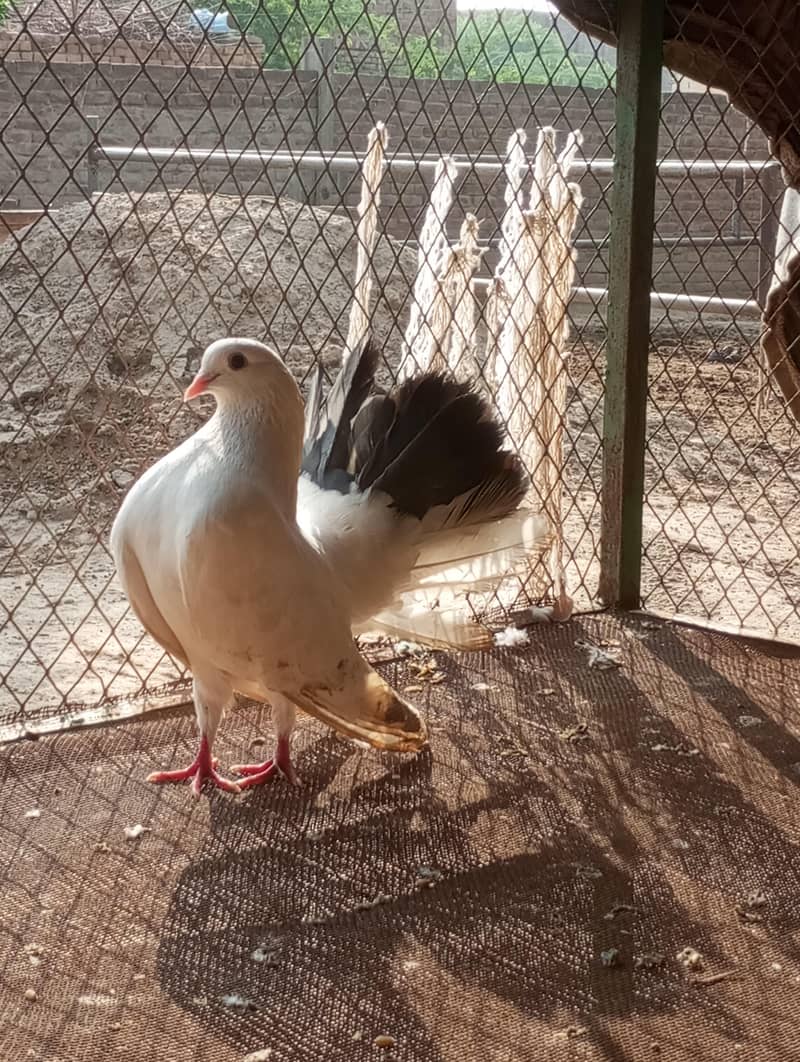 fancy pigeon 0