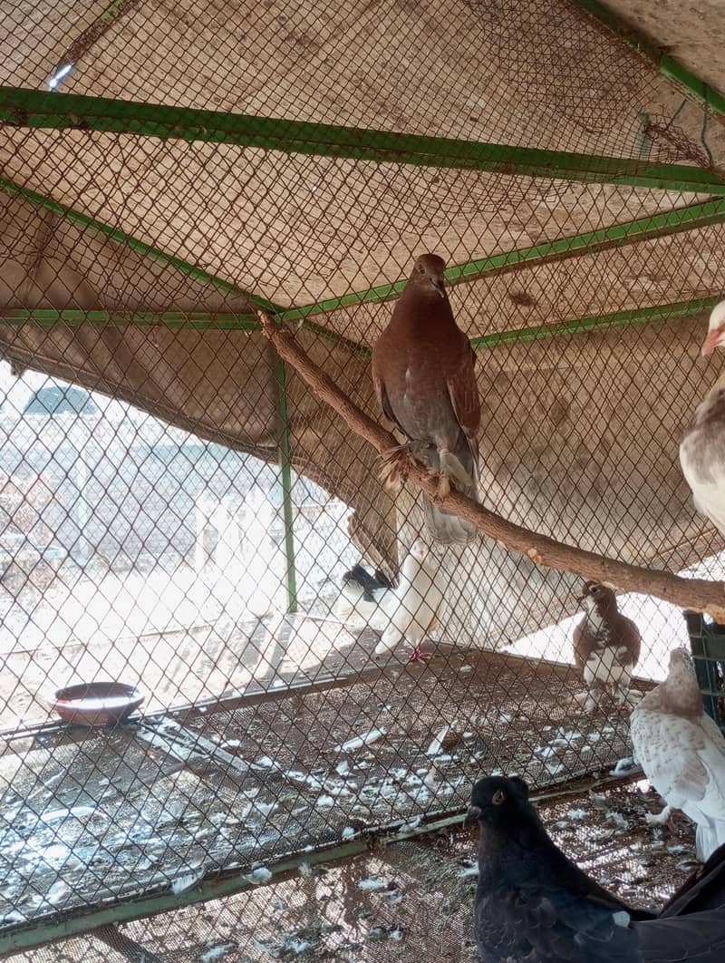 fancy pigeon 1