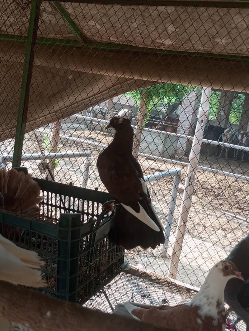 fancy pigeon 2