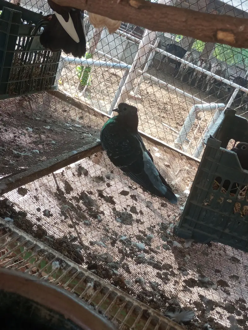 fancy pigeon — photo 4