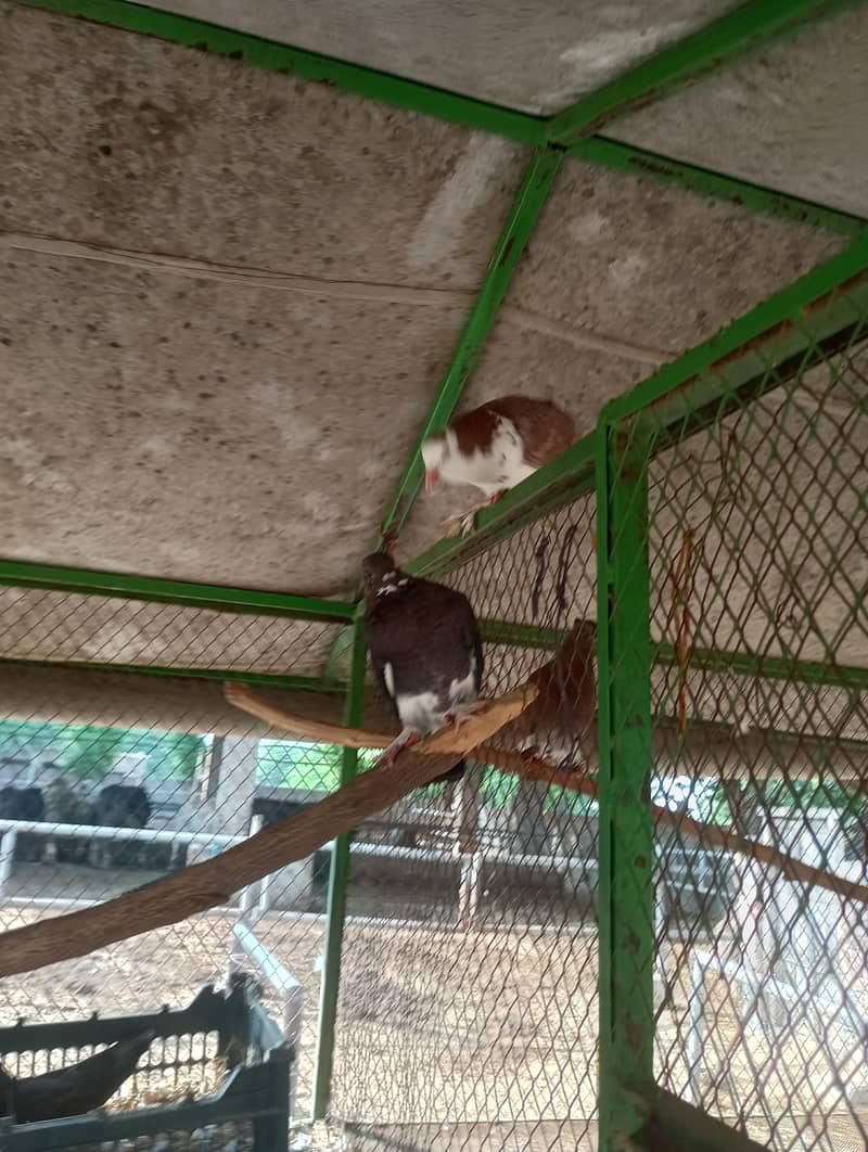 fancy pigeon 4