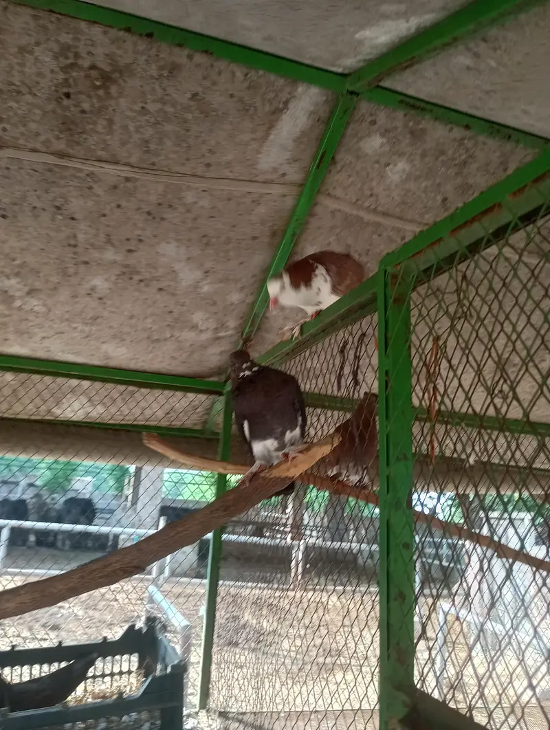 fancy pigeon — photo 5