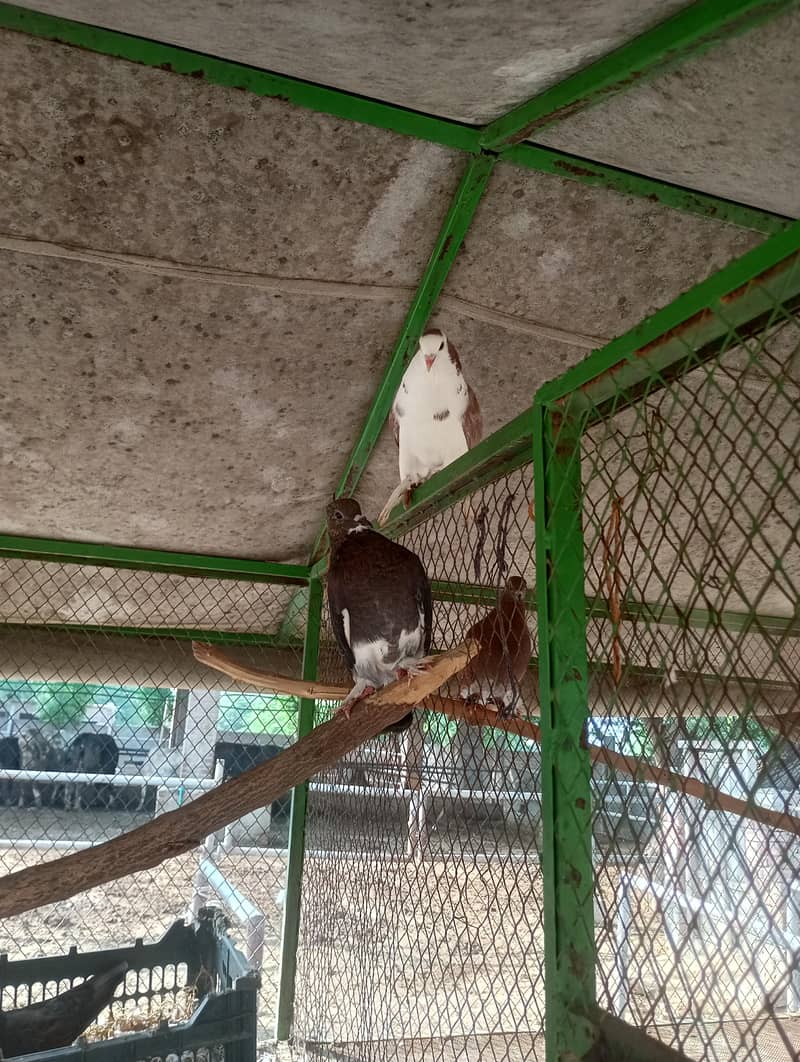 fancy pigeon 5