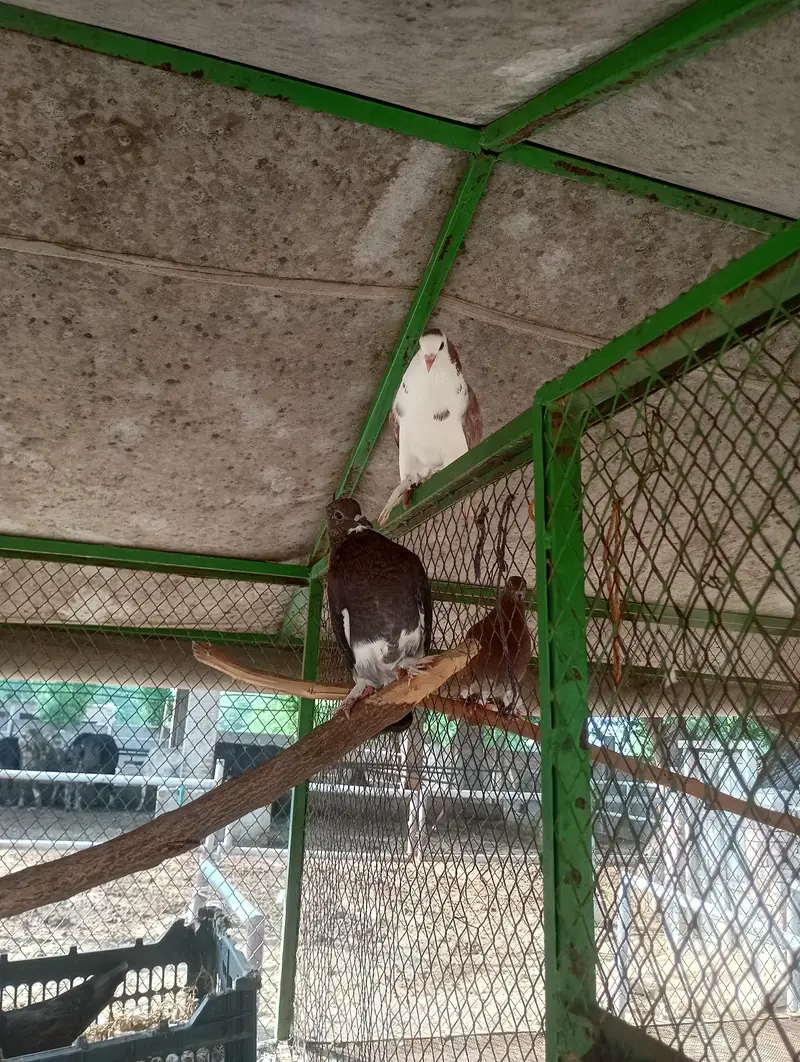 fancy pigeon — photo 6