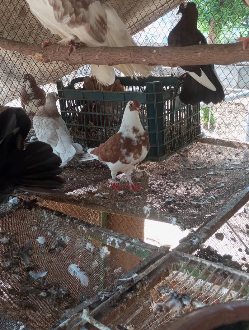 fancy pigeon 6
